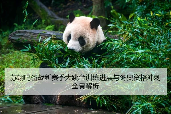 苏翊鸣备战新赛季大跳台训练进展与冬奥资格冲刺全景解析